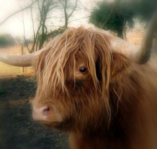 Long-Hair-Cow.jpg